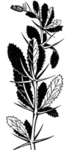 黑白手绘植物