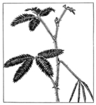 黑白手绘植物