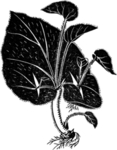 黑白手绘植物