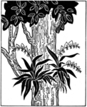 黑白手绘植物
