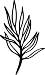 黑白手绘植物