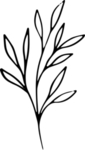 黑白手绘植物