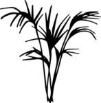 黑白手绘植物