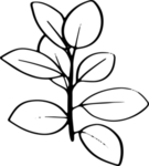 黑白手绘植物