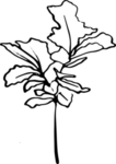 黑白手绘植物