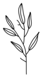 黑白手绘植物