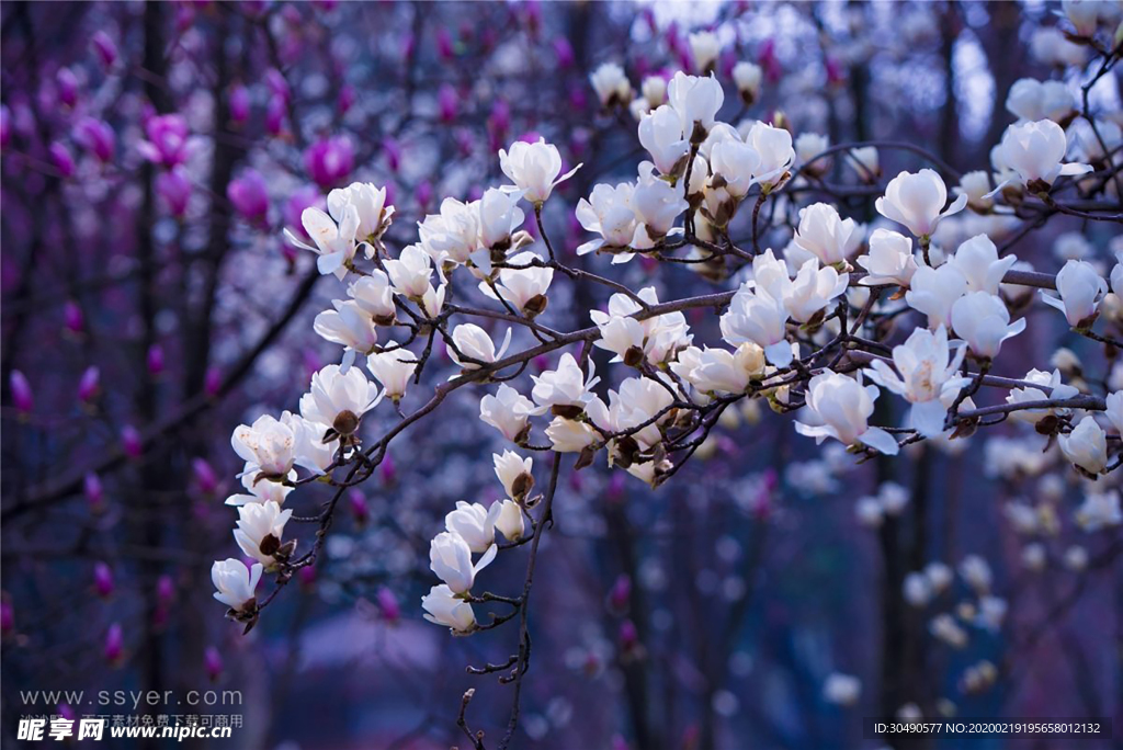 樱花