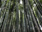 竹林