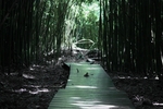 竹林