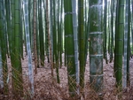 竹子