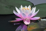 睡莲