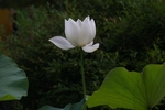 白荷花