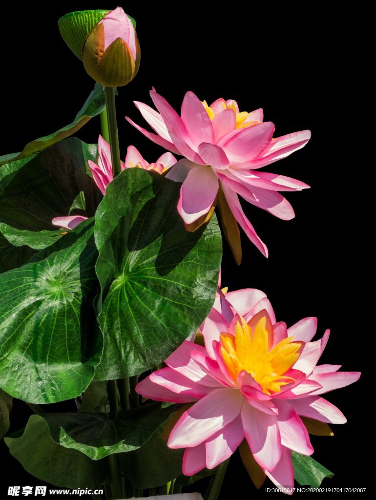 睡莲池