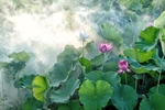 荷花池
