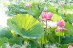 荷花池