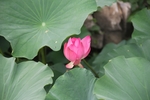 荷花池