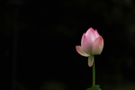 荷花待开发