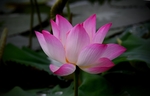 荷花池