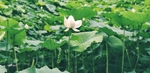 荷花池
