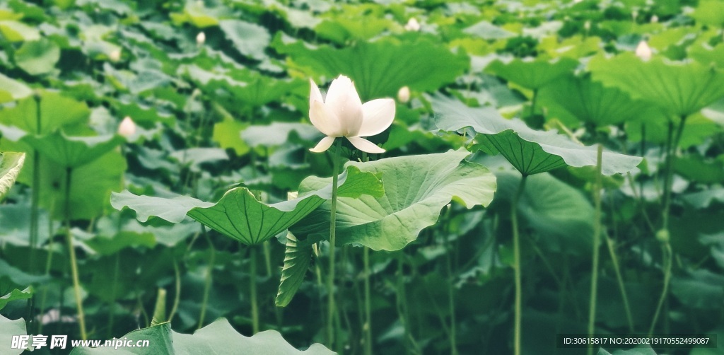 荷花池