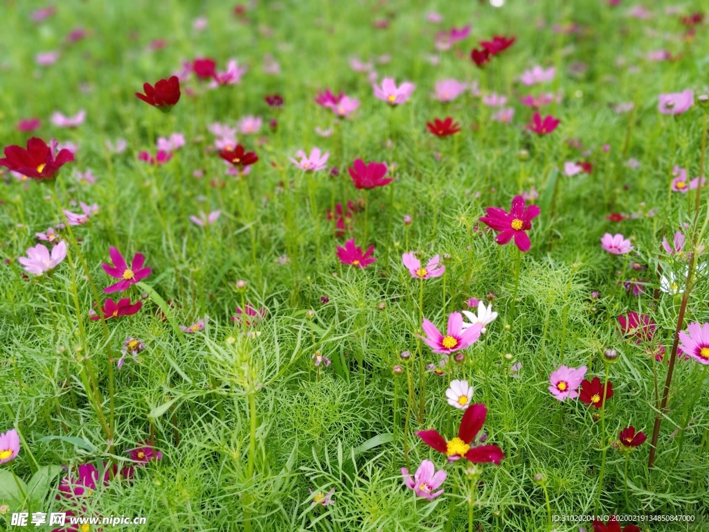 小菊花