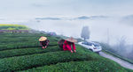 茶山