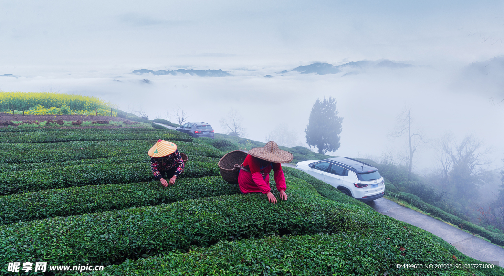 茶山