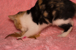 猫 小猫 可爱 宠物 动物 猫