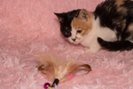 猫 小猫 可爱 宠物 动物 猫