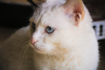 猫 小猫 可爱 宠物 动物 猫