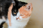 猫 小猫 可爱 宠物 动物 猫