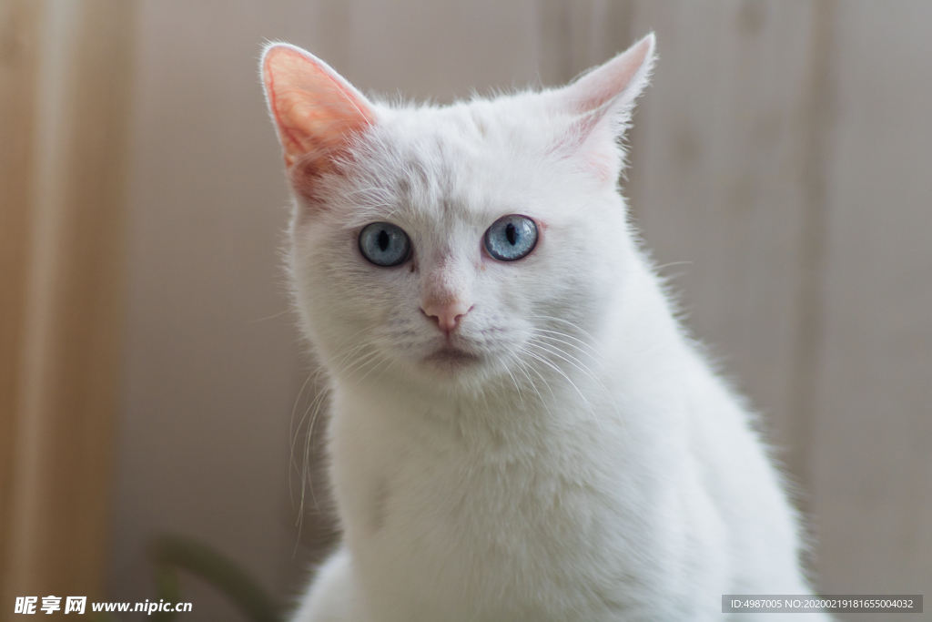 猫 小猫 可爱 宠物 动物 猫