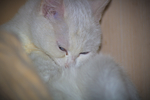 猫 小猫 可爱 宠物 动物 猫