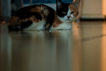 猫 小猫 可爱 宠物 动物 猫