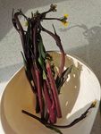 菜薹