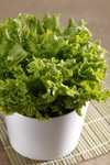 生菜