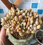 多肉植物