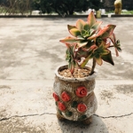 多肉植物