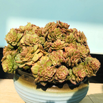 多肉植物