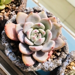 多肉植物