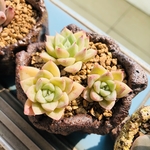 多肉植物