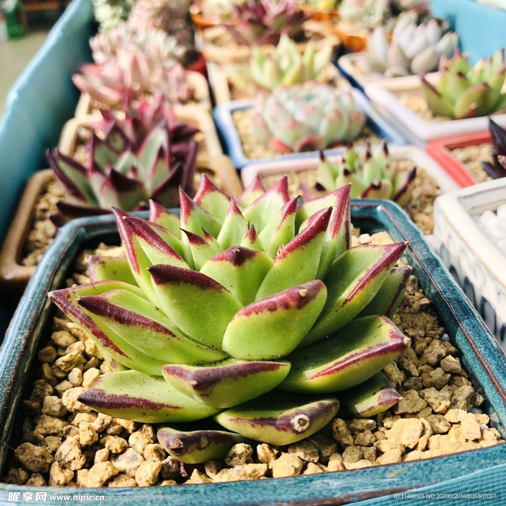 多肉植物