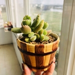 多肉植物