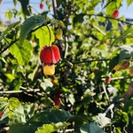 灯笼花