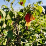 灯笼花
