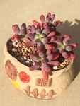多肉植物