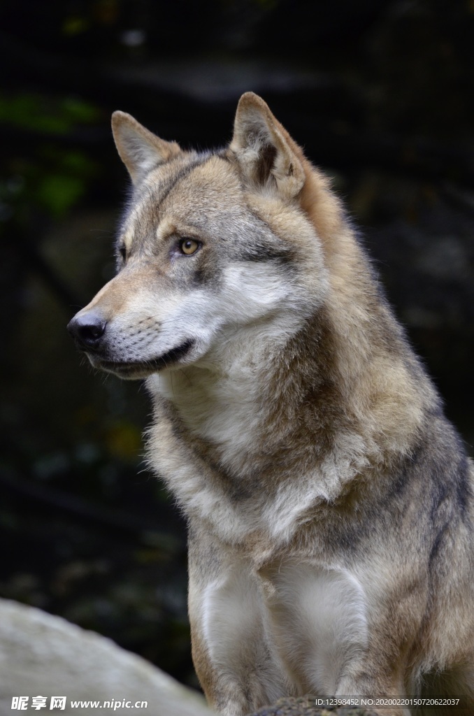 野狼