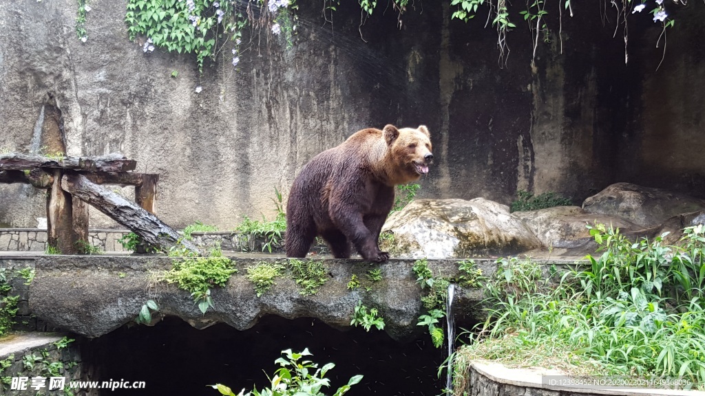 棕熊