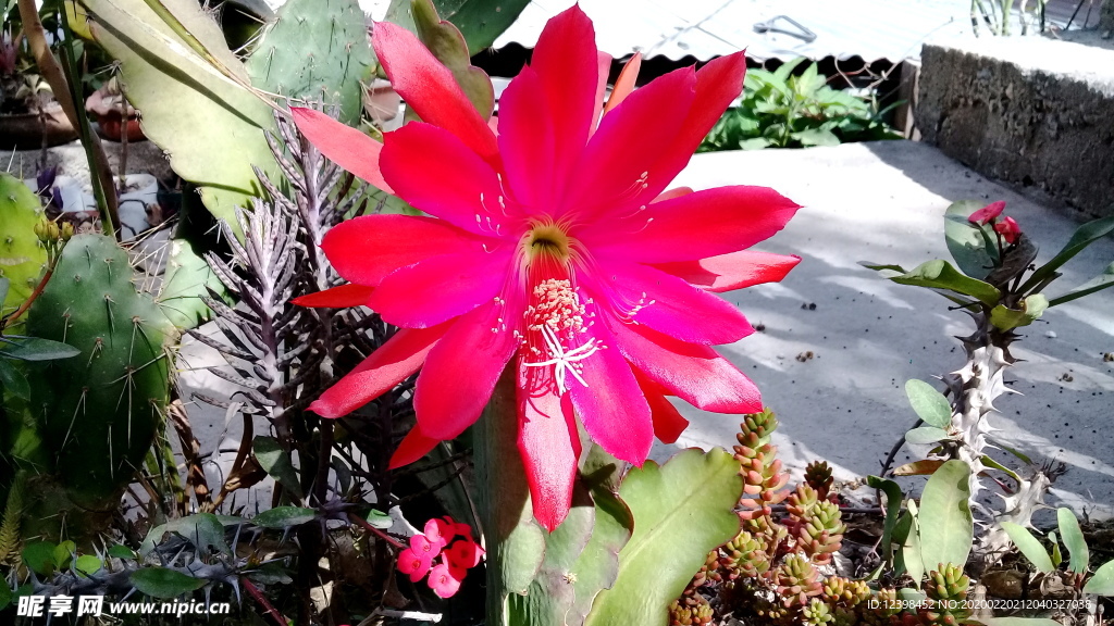 仙人掌花