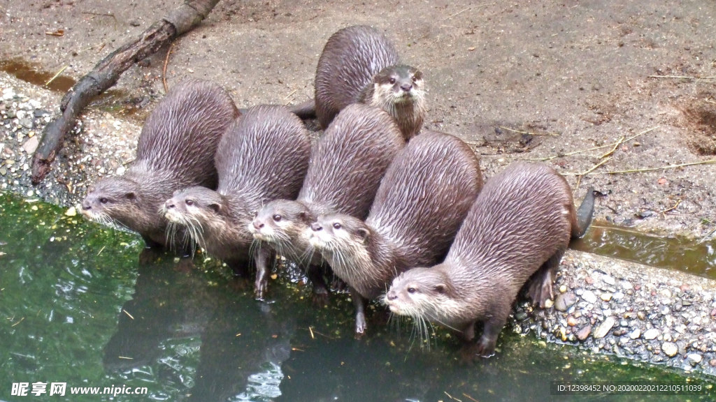 水獭